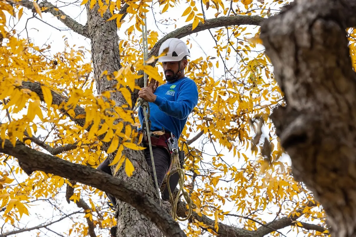 Skilled Tree Pruning crew working in Jerseyville